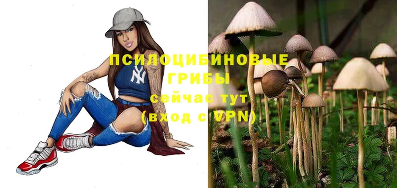 Галлюциногенные грибы Psilocybe  купить наркотики сайты  Каменск-Шахтинский 